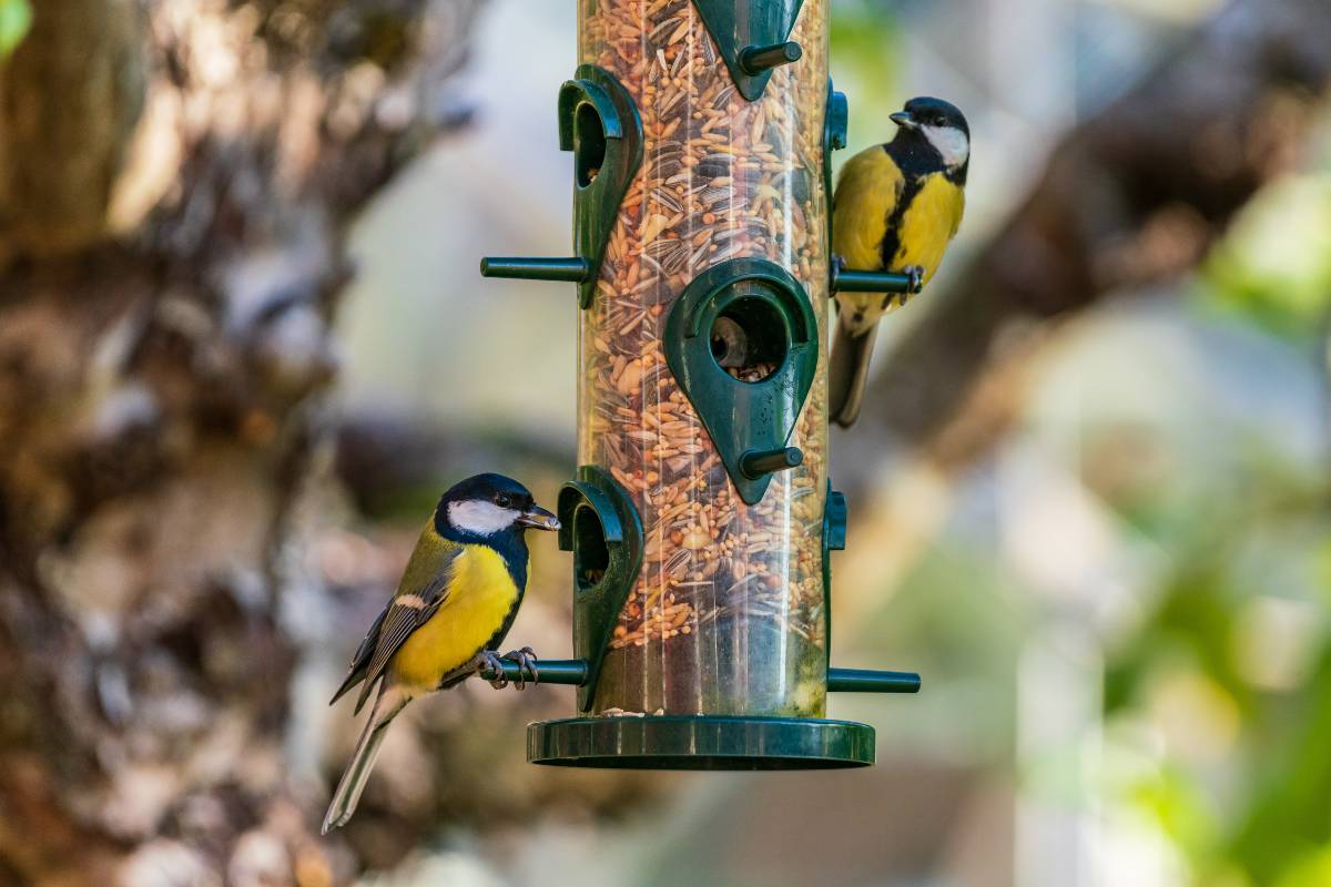 How to Attract Garden Birds to Your Garden - Verdant