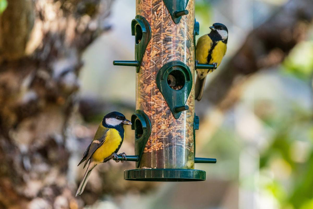 Couple of great tit birds eating from seed feeder