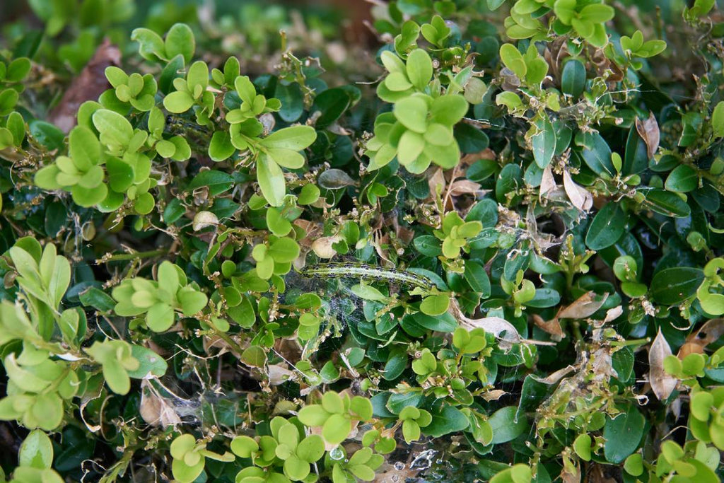 Box hedging showing signs of box tree moth caterpillar infestation.