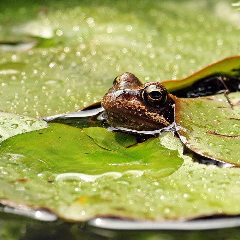 Common frog amongst water lily pads