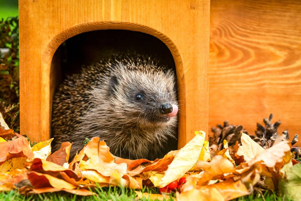 Hedgehog poking its nose out from the entrance to a hedgehog house