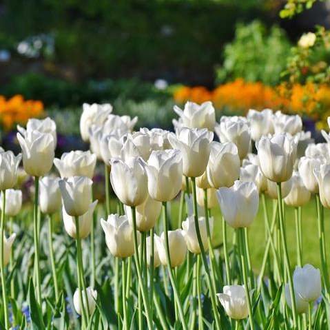 White tulips growing in the garden