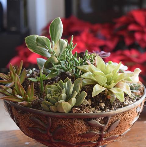 Houseplants in winter