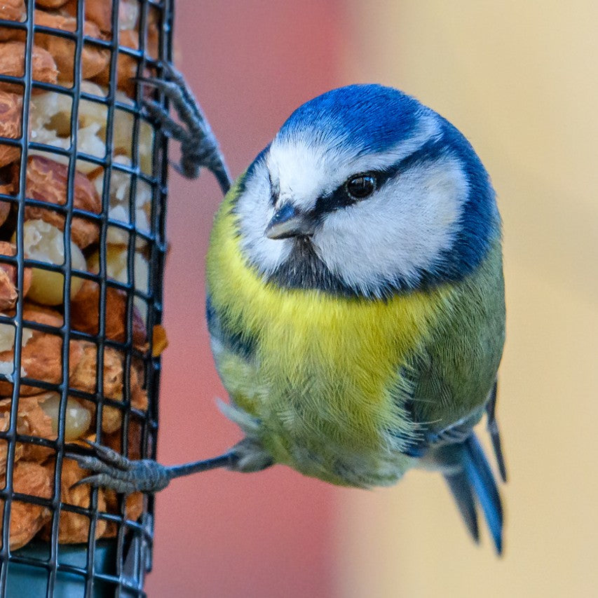 Close up of blue tit on wire mesh peanut feeder