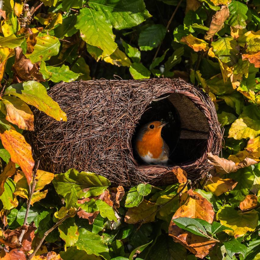 Simon King brushwood robin nester in autumn with robin sitting in entrance