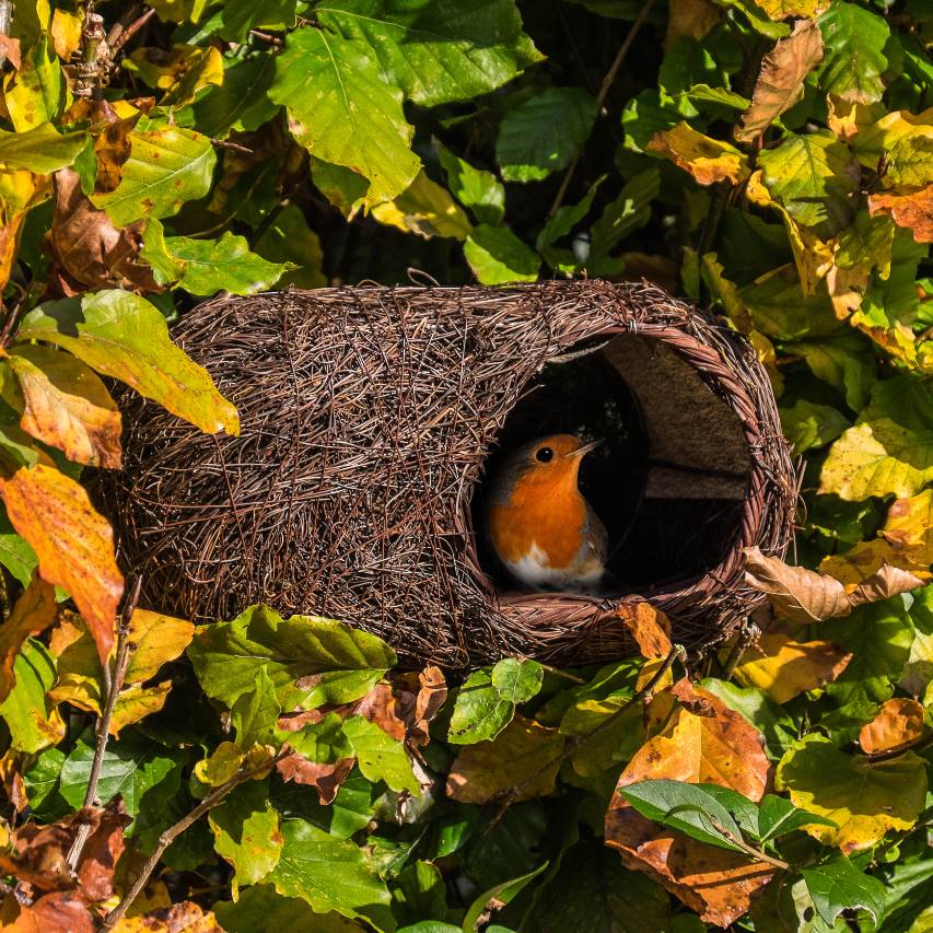Simon King brushwood robin nest box in autumn with robin sitting in entrance