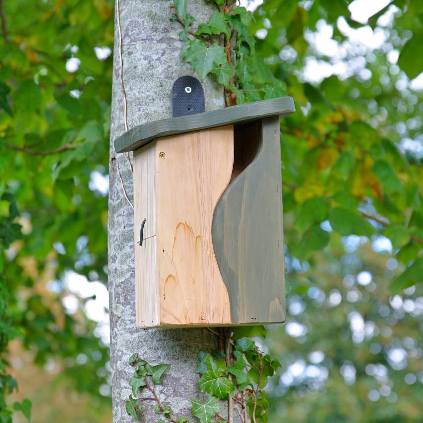 Curve cavity nest box attached to ivy-covered tree