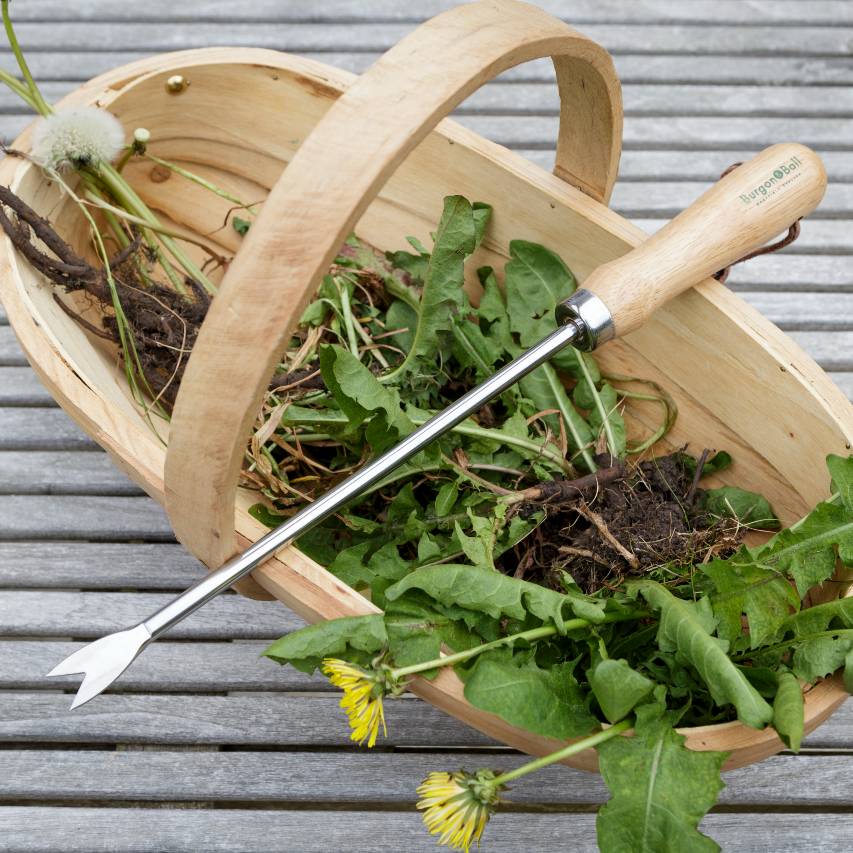 Dandelion weeder balanced on top of wooden trug filled with dandelions