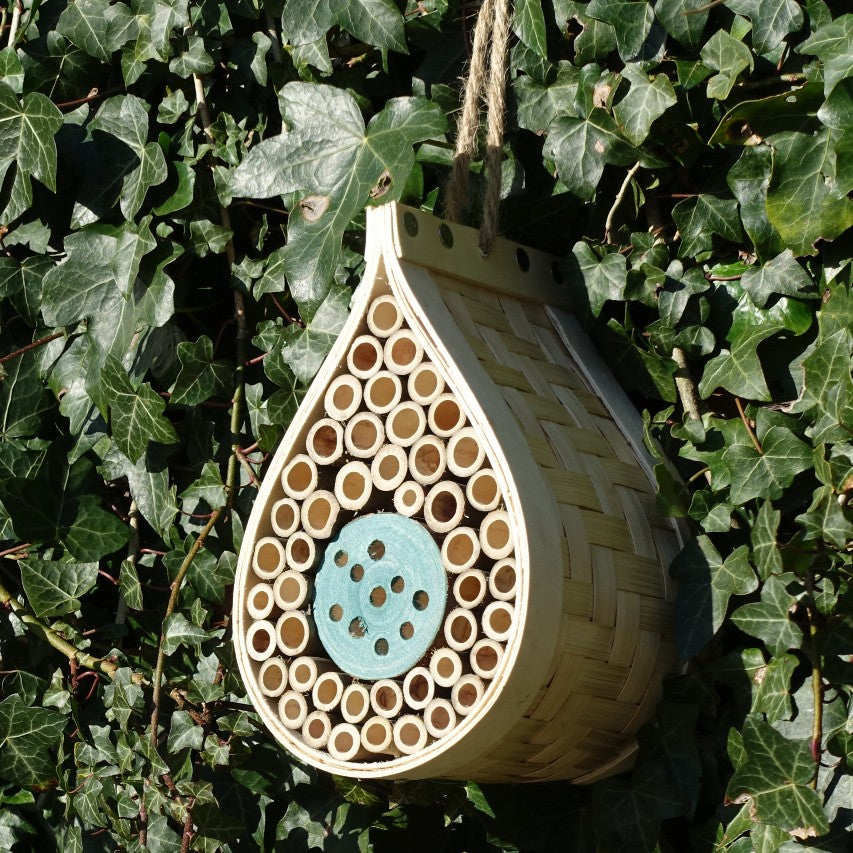 Dewdrop bee and bug hotel amongst ivy