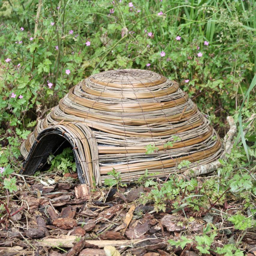 Dome hedgehog house amongst undergrowth