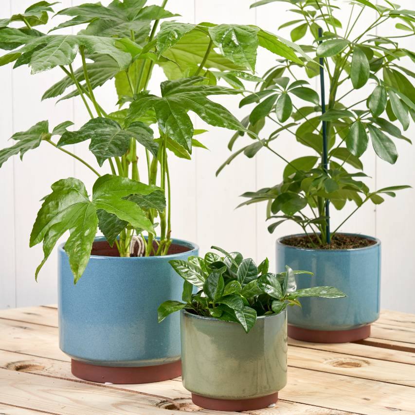 Two blue and one green Malibu pots with houseplants on wooden surface with white panelling background