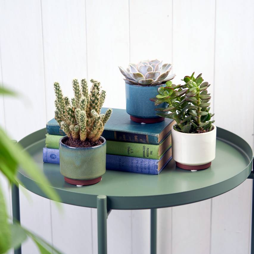 Blue, green and cream Malibu succulent pots with succulents and cacti on round green metal table with blue and green books and white panelling background