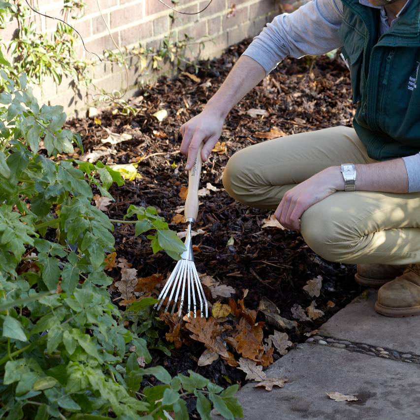 Mid handled shrub rake being used to rake up dead leaves in border