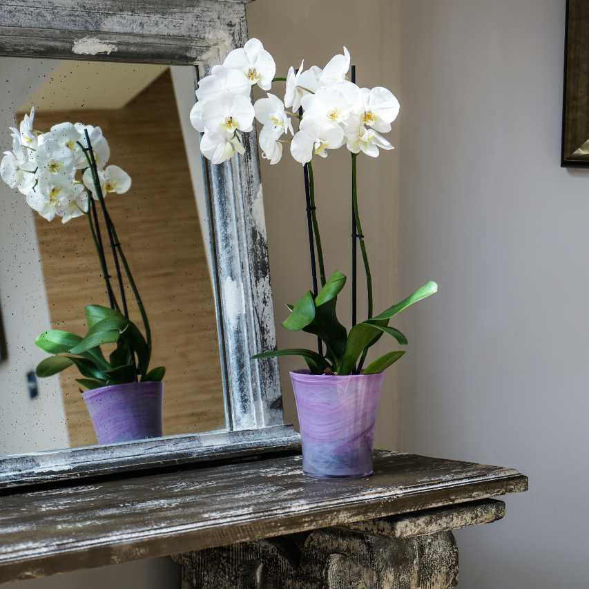 Orchid glass pot in violet containing white orchid standing on shelf in front of mirror
