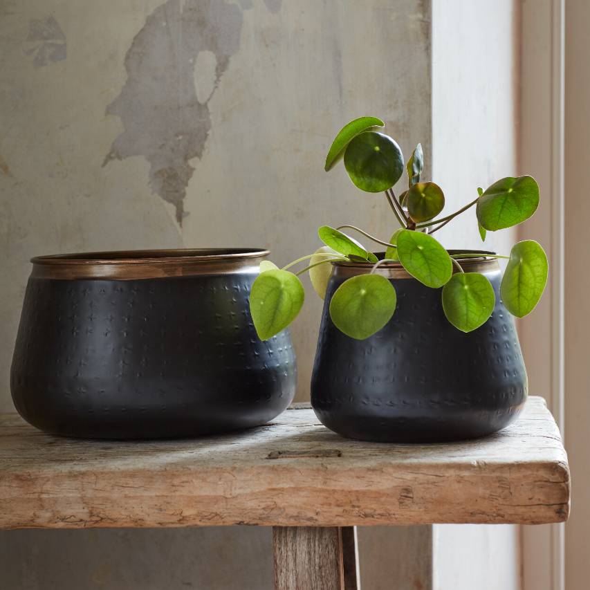 Table pot plant sales