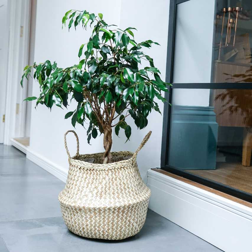 potted plant in basket Seagrass chevron lined plant basket white