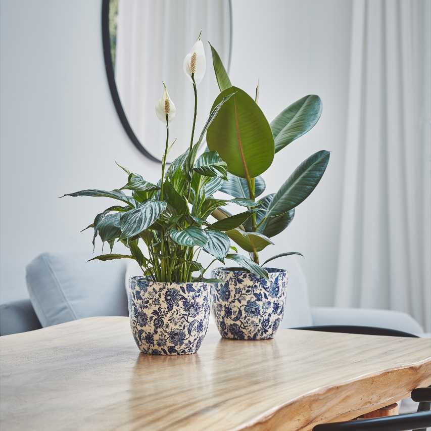 vintage indoor plant pots uk Vintage floral print plant pot blue