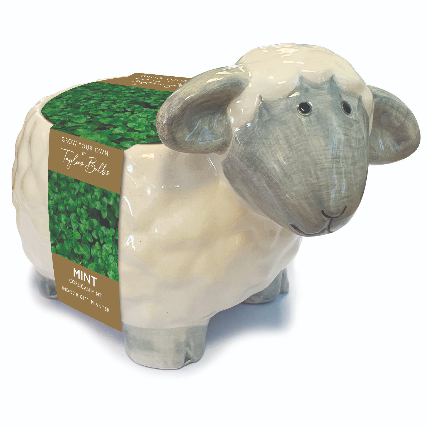 Novelty ceramic sheep planter