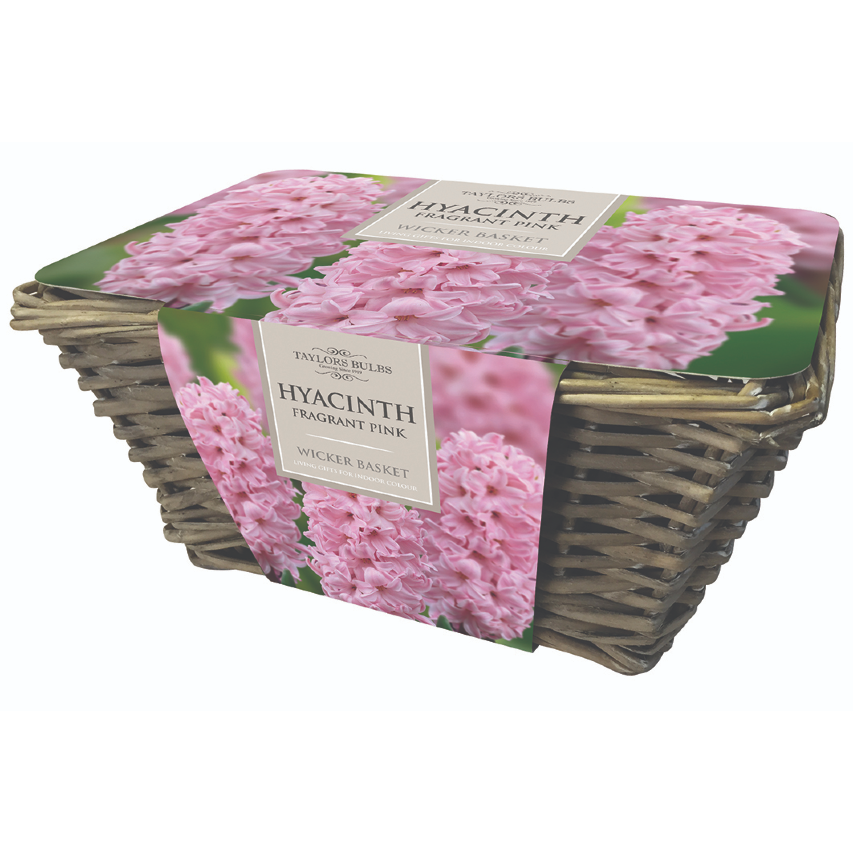 Indoor pink hyacinths and wicker basket gift set