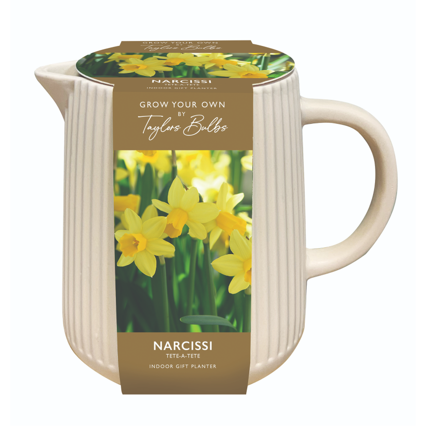 Indoor ceramic Narcissi jug