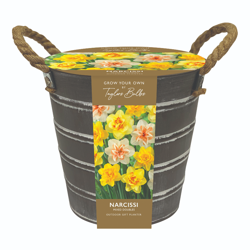Outdoor metal daffodil bucket