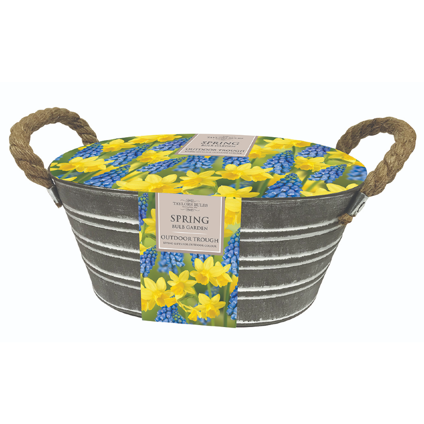 Daffodil and muscari gift set