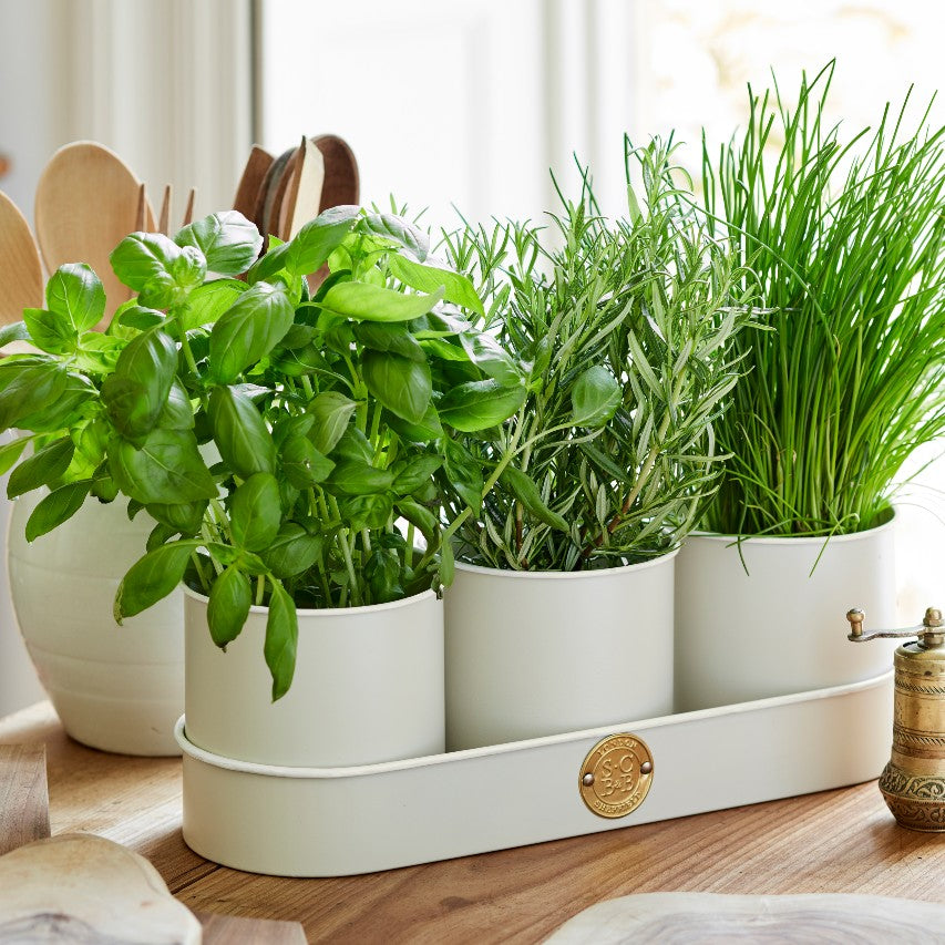 Sophie Conran buttermilk herb pots with basil, rosemary and chives