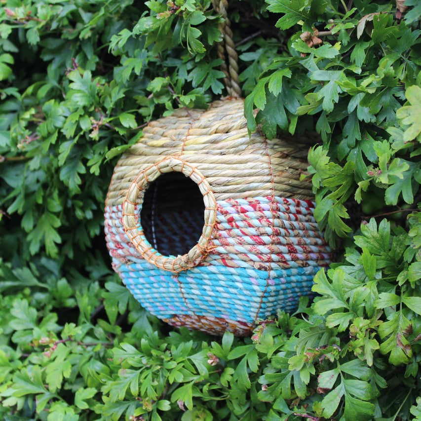 Sideview of Anita Artisan bird nester amongst hawthorn leaves