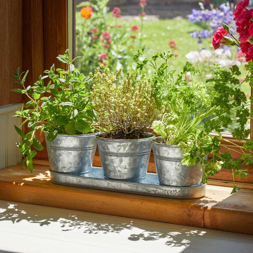 Galvanised windowsill herb pots with basil, thyme and parsley 