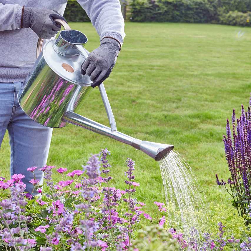 Gardener in blue jeans using traditional galvanised steel long reach watering can to water salvia and catmint