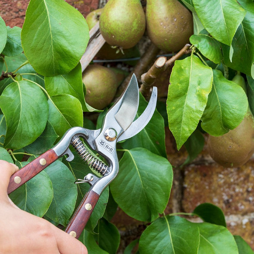 National Trust Burgon and Ball secateurs being used to prune pear tree
