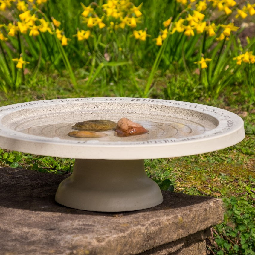 Shenstone theatre bird bath and drinker with daffodils in background