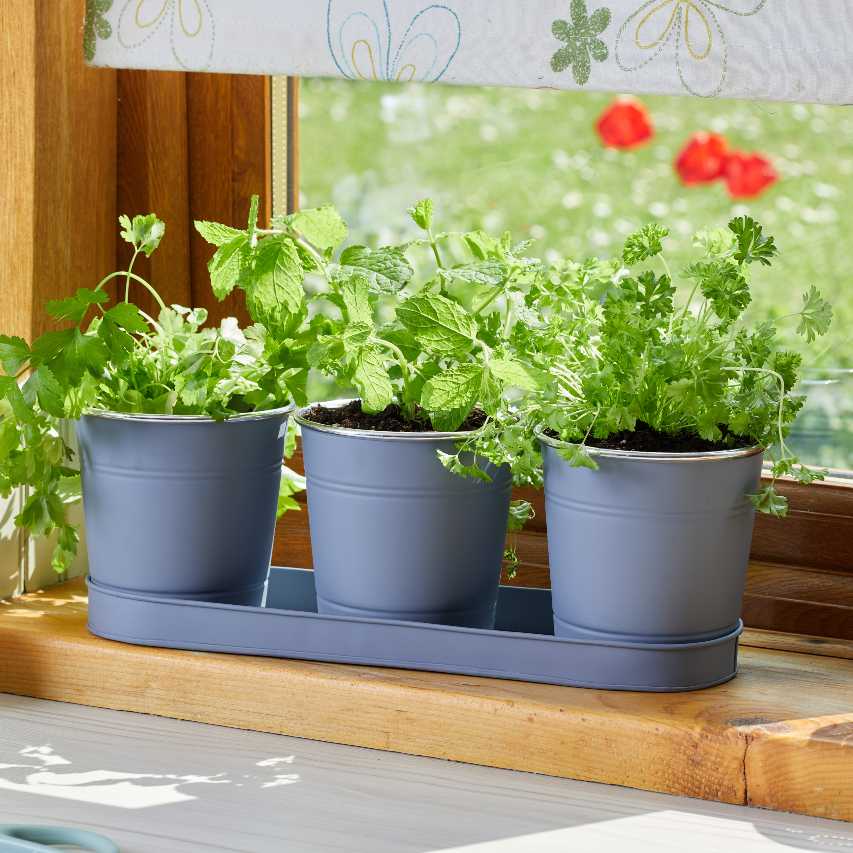 Smart Garden slate windowsill herb pots with parsley and mint