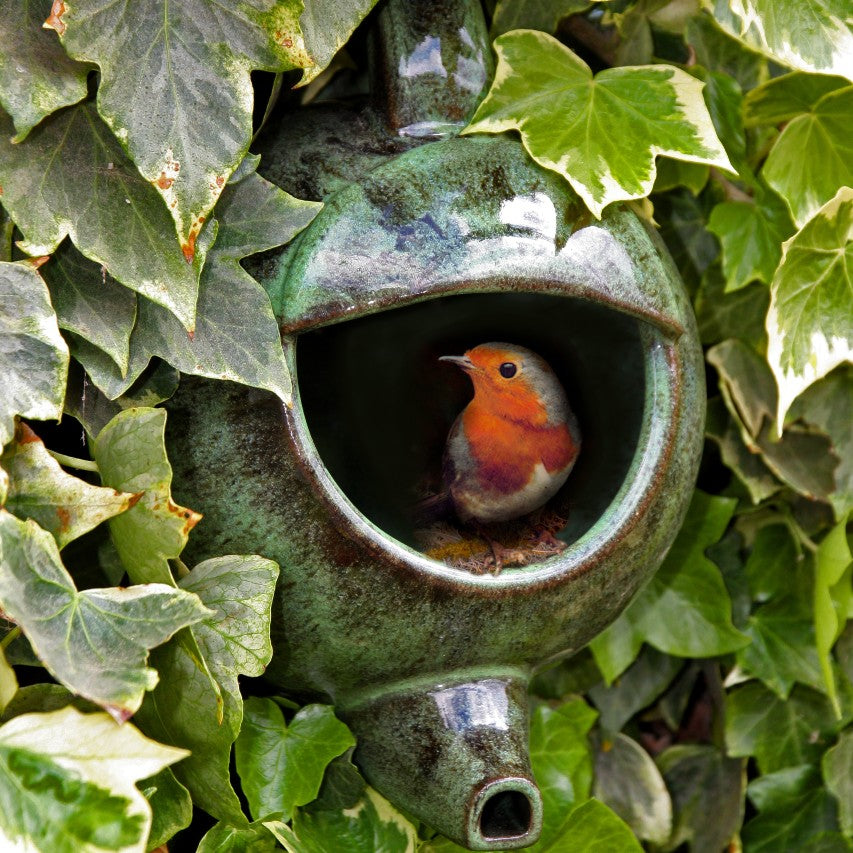 Robin teapot nester amongst ivy with robin in entrance