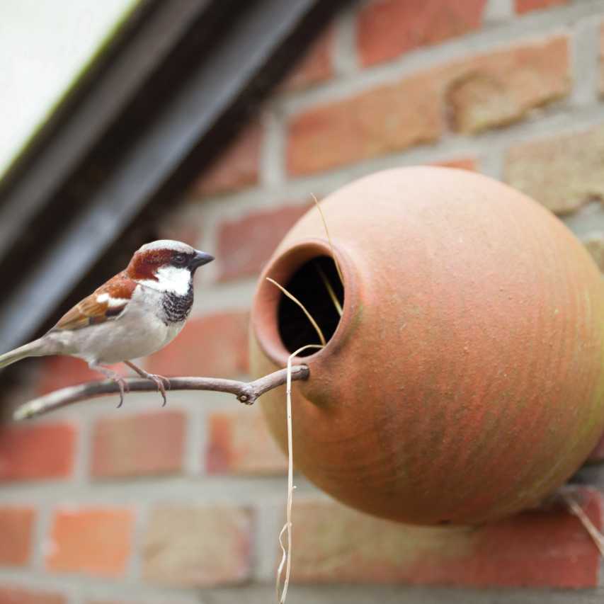 Terracotta bird pot